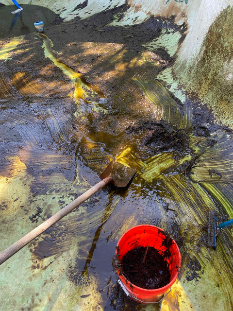 Green Pool Cleanup in Fresno – Drain, Chlorine Wash & Full Restoration